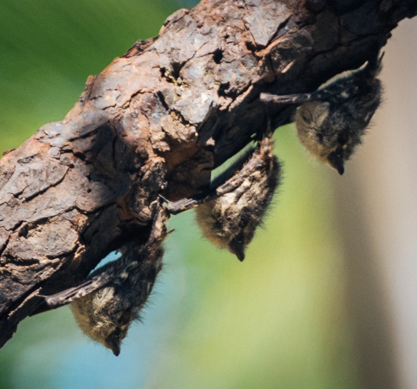 171202%20AIDA%202017%20Karibik D75_4636