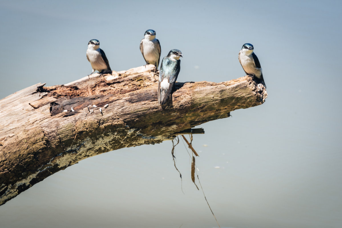 171202%20AIDA%202017%20Karibik D75_4645